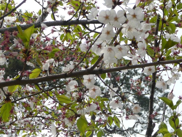 ヨイド公園の桜