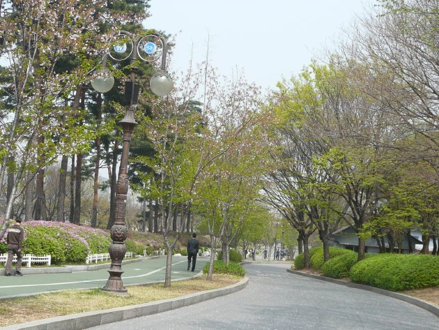 桜祭り期間中に撮影したヨイド公園