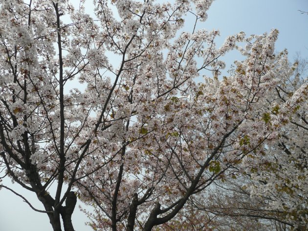 ヨイド公園近くの桜