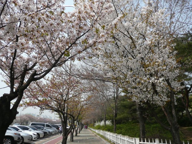 ヨイド公園横の駐車場付近に咲いていた桜