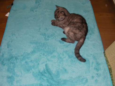 絨毯の上でくつろぐ猫