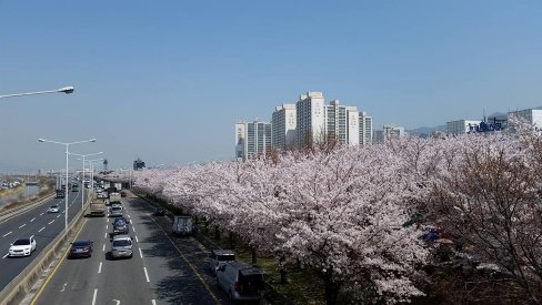 釜山・沙上の桜