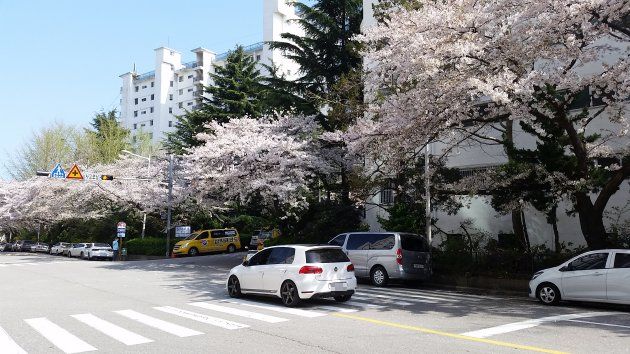 南川洞路の桜