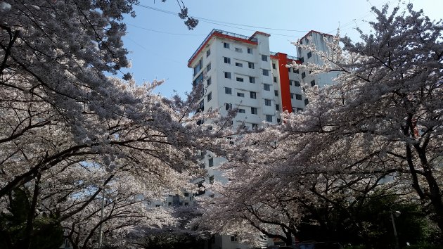 南川洞桜並木通りの桜