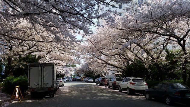 南川洞桜並木通りの風景