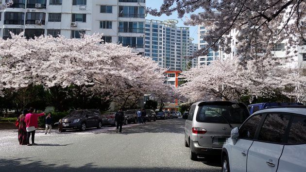 南川洞桜並木通りの桜