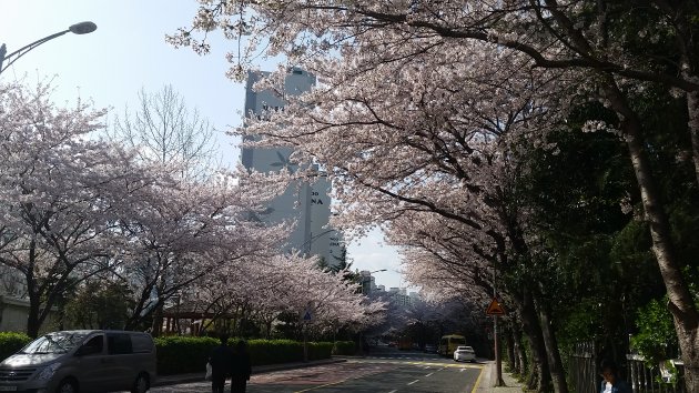 大宇マリーナアパート団地の桜