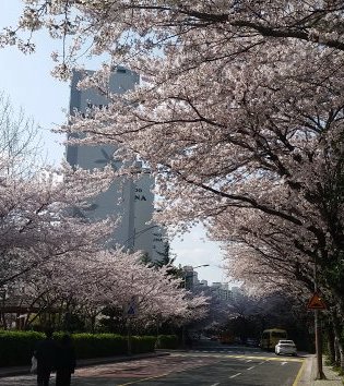 大宇マリーナアパート団地の桜