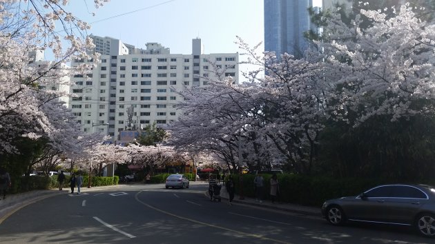 大宇マリーナアパート団地の桜