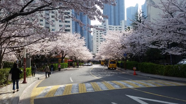 大宇マリーナアパート団地の桜