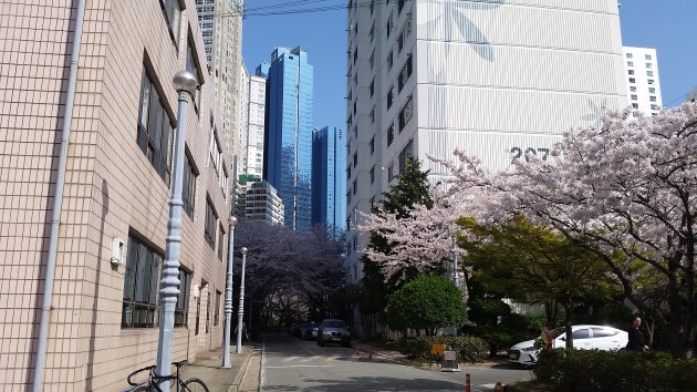 大宇マリーナアパート団地の桜