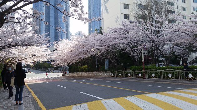 大宇マリーナアパート団地の桜