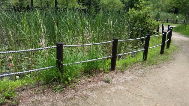 生態池周辺の散策路