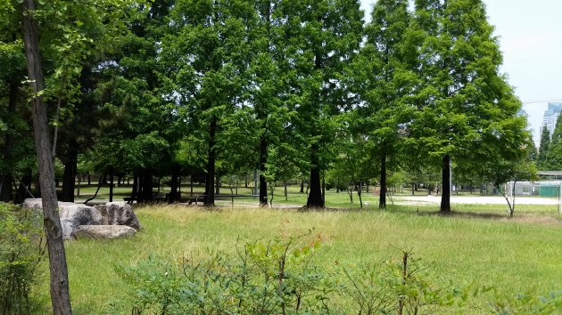テウォンレジャースポーツ公園内の木々