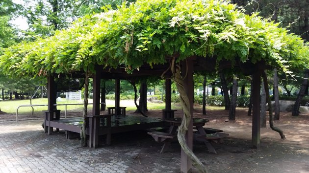 夏に撮影した屋根付きのベンチ