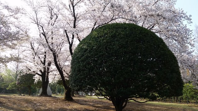 道庁庭園の風景