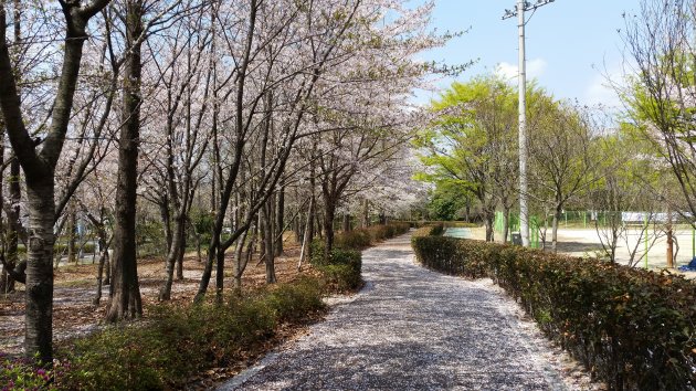 テウォンレジャースポーツ公園内の風景