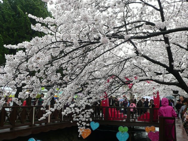 余佐川の桜