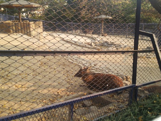 達城公園内にある動物園