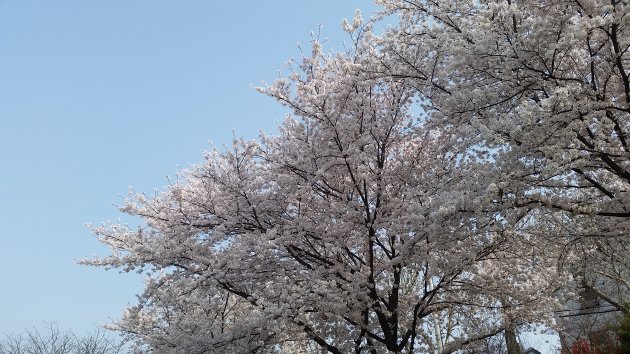 峨洋橋桜並木通りに咲いている桜