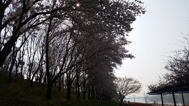 峨洋橋桜並木通りの風景