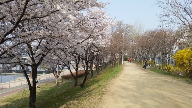 峨洋橋桜並木通りの土手