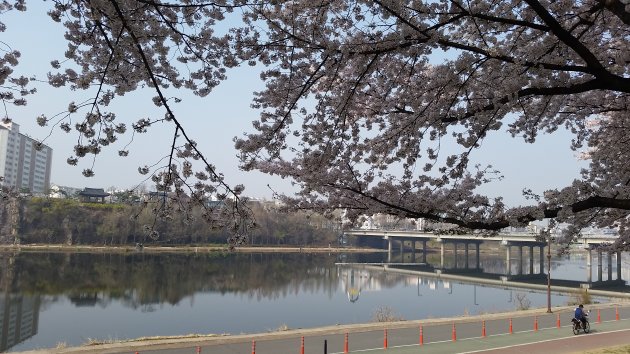 峨洋橋桜並木通りの風景