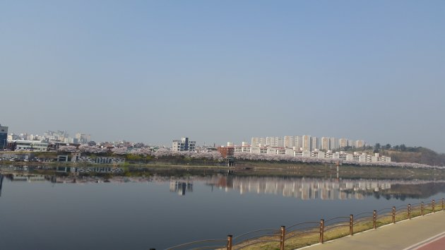 峨洋橋桜並木通りの対岸の風景
