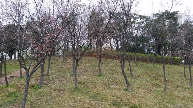 首陵園内にある木々