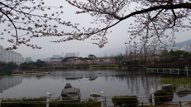 蓮池公園の池