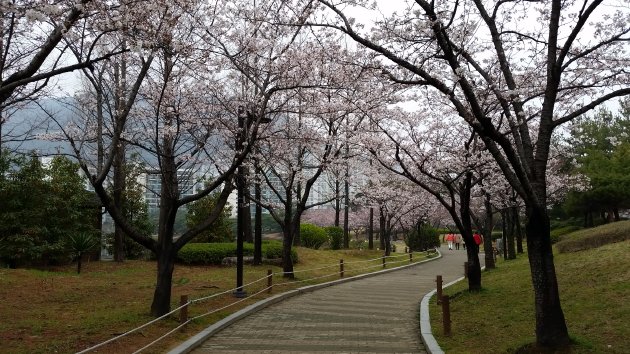 蓮池公園で散策を楽しむ人々