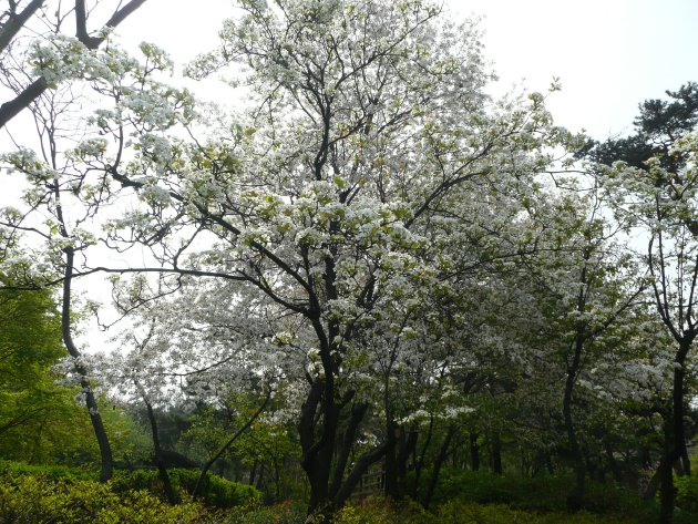 ヨイド公園内の木々