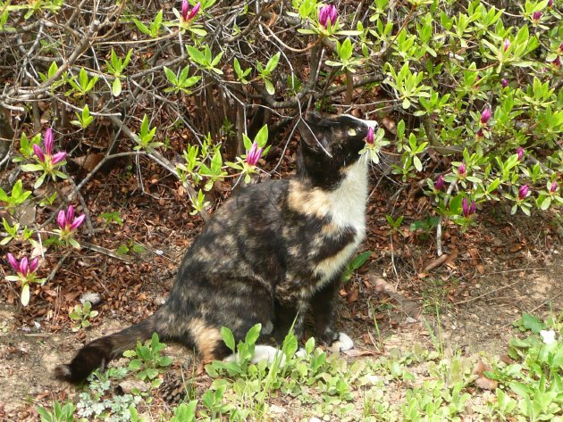 ヨイド公園にいた猫