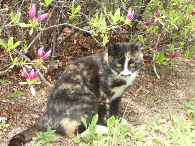 ヨイド公園内にいた猫