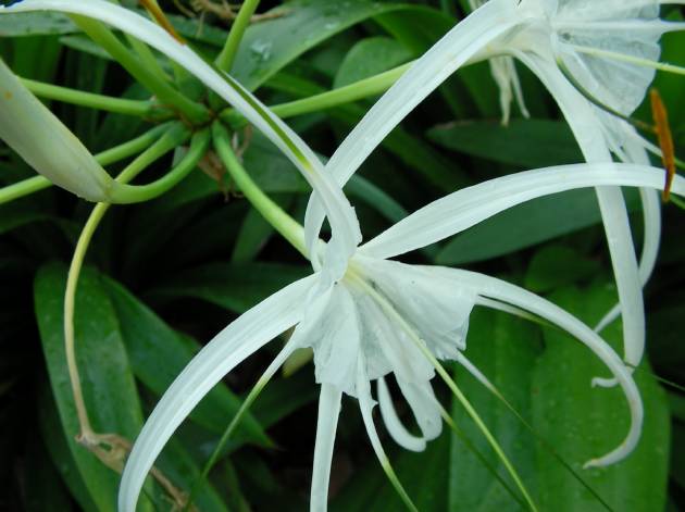 シンガポールでよく見かける花（アップバージョン）