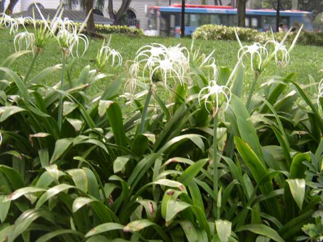 シンガポールでよく見かける花