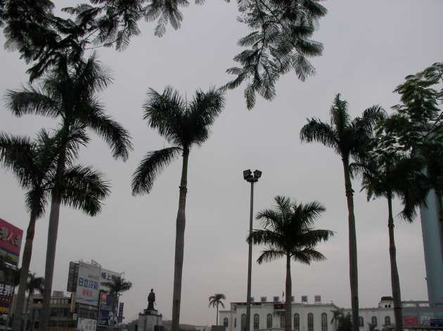 ヤシの木をメインに撮影した写真