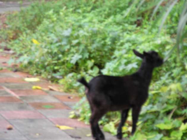 動物