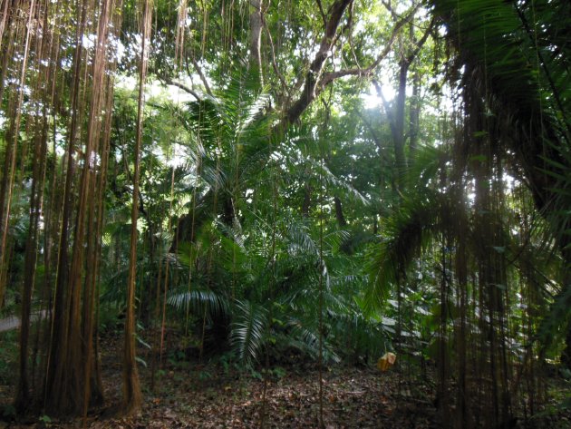 木々が生い茂っている台北植物園